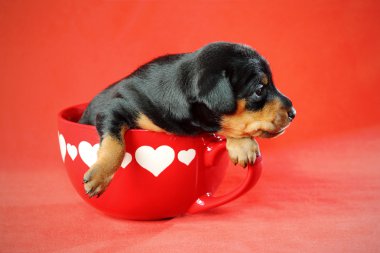 Miniature Pinscher Puppy clipart