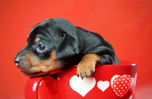 微型 pinscher 小狗 — 图库照片