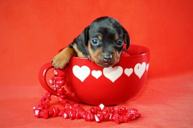 Miniature Pinscher Puppy clipart