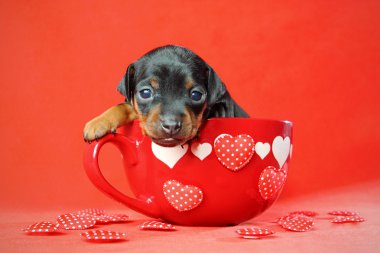 Miniature Pinscher Puppy clipart