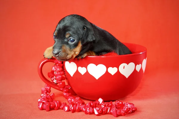 Miniature Pinscher Puppy — Stock Photo, Image