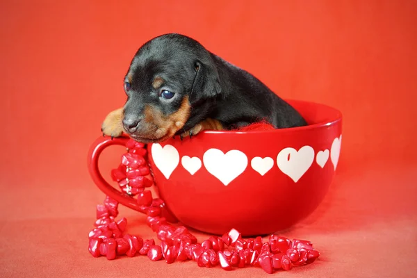 stock image Miniature Pinscher Puppy