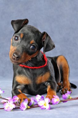 Miniature Pinscher Puppy clipart