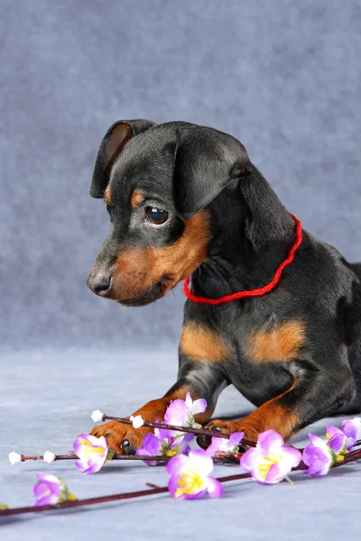 Minyatür pinscher köpek yavrusu — Stok fotoğraf