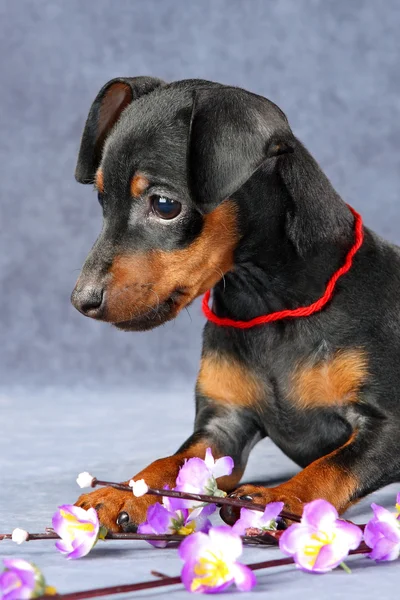 微型 pinscher 小狗 — 图库照片