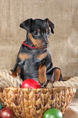 minyatür pinscher köpek yavrusu