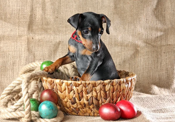 stock image Miniature Pinscher Puppy