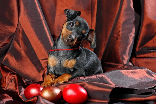 소형 Pinscher 강아지 — 스톡 사진