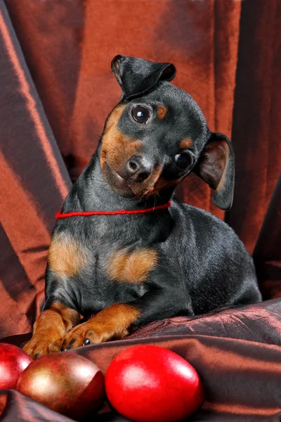 Cachorrinho pinscher miniatura — Fotografia de Stock