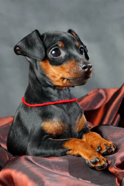 Miniature Pinscher Puppy Stock Image