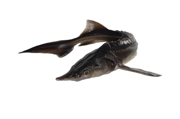 Mersin balığı — Stok fotoğraf