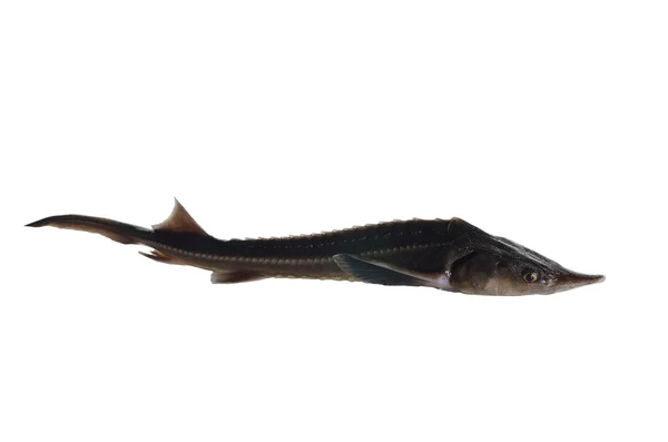 Mersin balığı — Stok fotoğraf