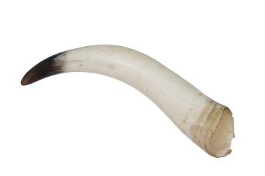 Bull's horn clipart