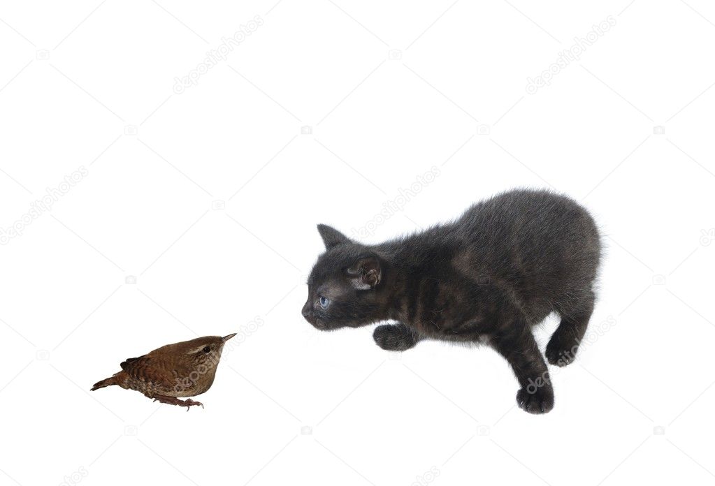 Young black cat and bird