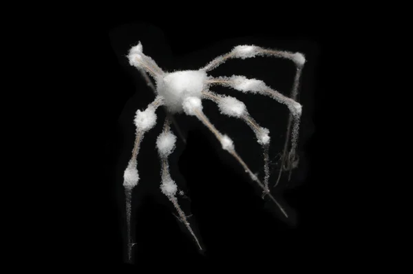 Buzlu örümcek — Stok fotoğraf