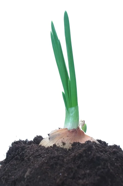 Erba cipollina verde — Foto Stock