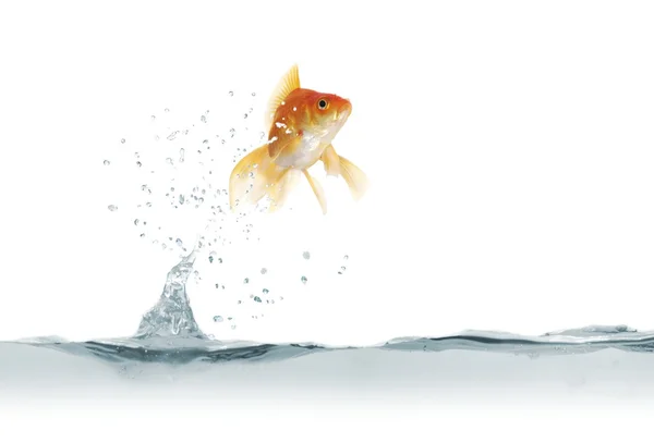 Jumping out fish — Stock Photo, Image