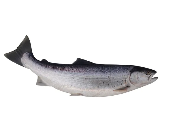 Большой лосось — стоковое фото