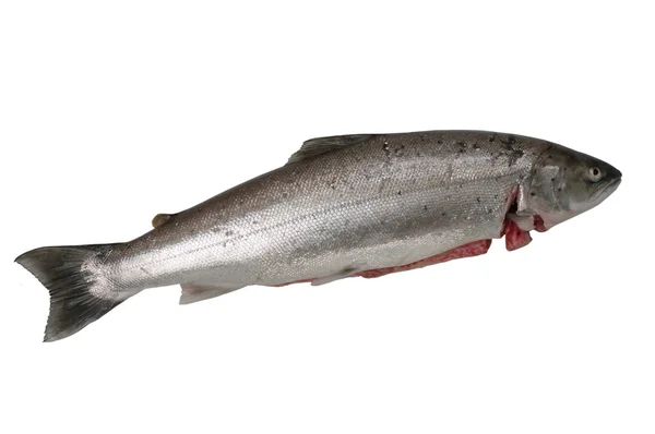 Большой лосось — стоковое фото