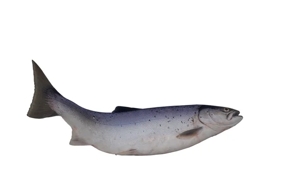大きな鮭 — ストック写真