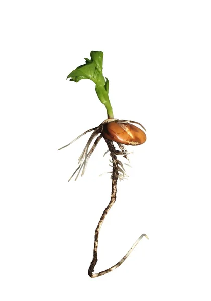 种植蚕豆 — 图库照片