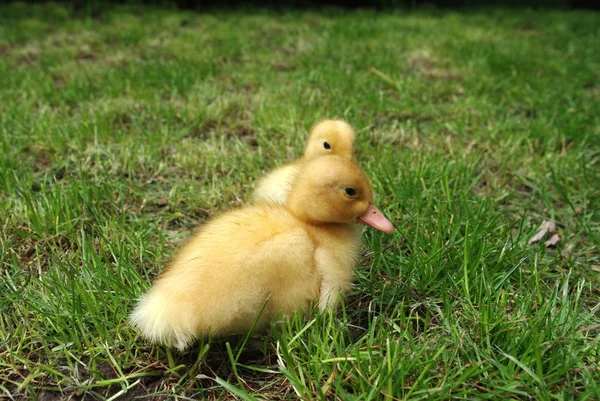 Patos pequenos — Fotografia de Stock