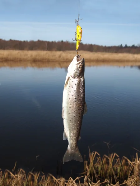 Salmon on fishing-rod — Stock Photo, Image