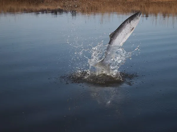 Salto para fora do salmão de água — Fotografia de Stock