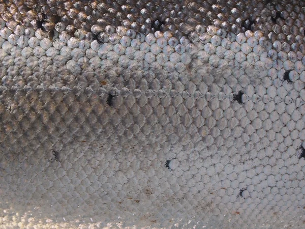 Pelle di salmone di sfondo — Foto Stock