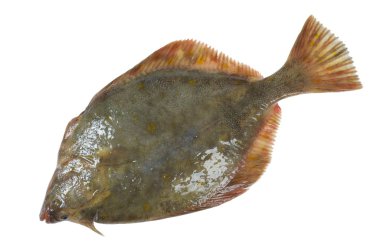 Flounder clipart