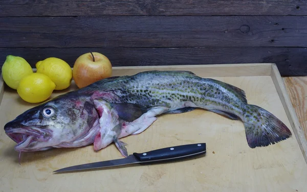 Big codfish — Stock Photo, Image