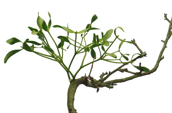 Омела и дерево — стоковое фото