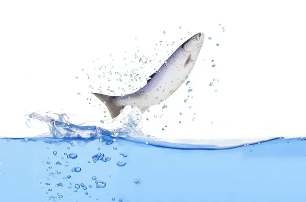 Jumping out from water salmon — Stock Photo, Image