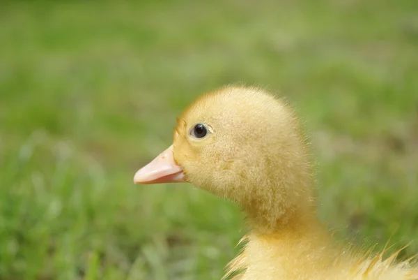 Pato pequeno — Fotografia de Stock