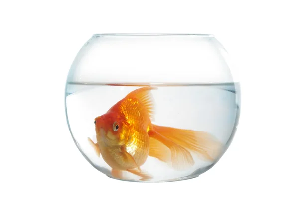 Gouden vis in bolvormige aquarium — Stockfoto