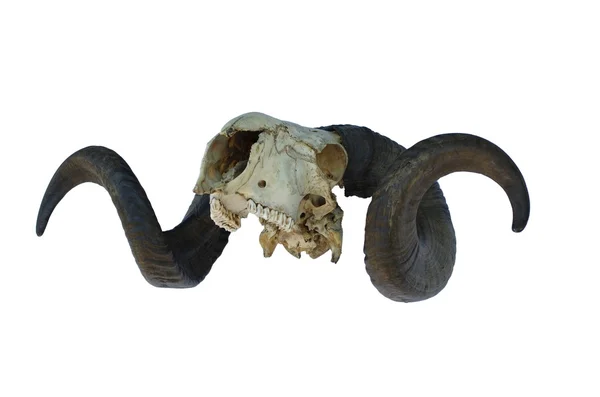 Widderschädel mit großem Horn — Stockfoto