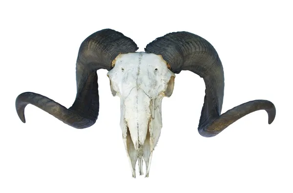 Cranio di ariete con grande corno Foto Stock