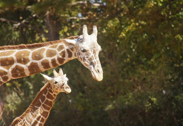 Madre e hijo jirafa —  Fotos de Stock