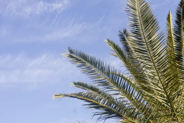 Palm Tree Under Nice Sky with Copy Space — Stock Photo, Image