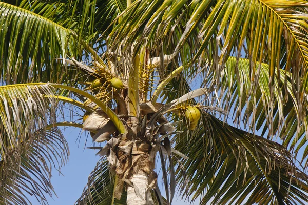 Кокосы в пальме под ясным голубым небом — стоковое фото