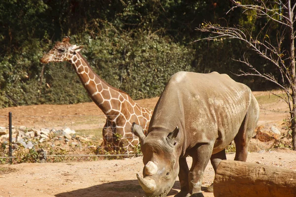 Mowy nosorożców i żyrafa — Zdjęcie stockowe
