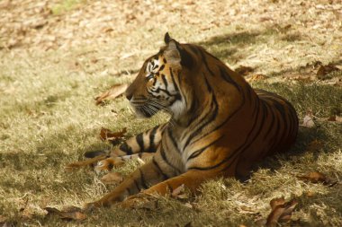 Tiger Resting in Shade