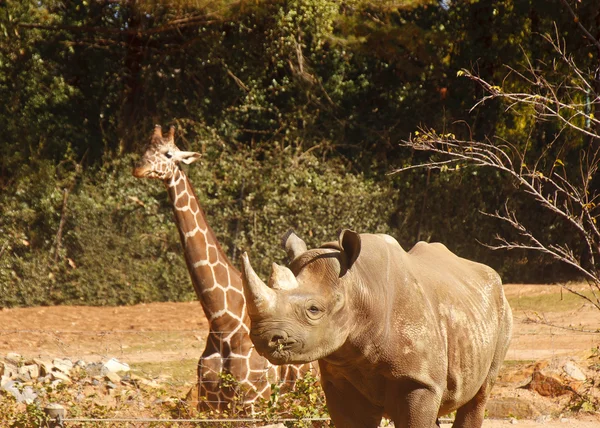 Żyrafa i mowy nosorożców w dziedzinie — Zdjęcie stockowe