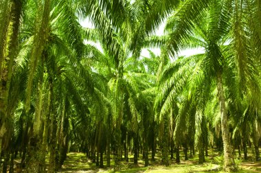 Palmiye Yağı Çiftliği