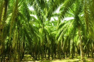 Palm Oil Plantation clipart