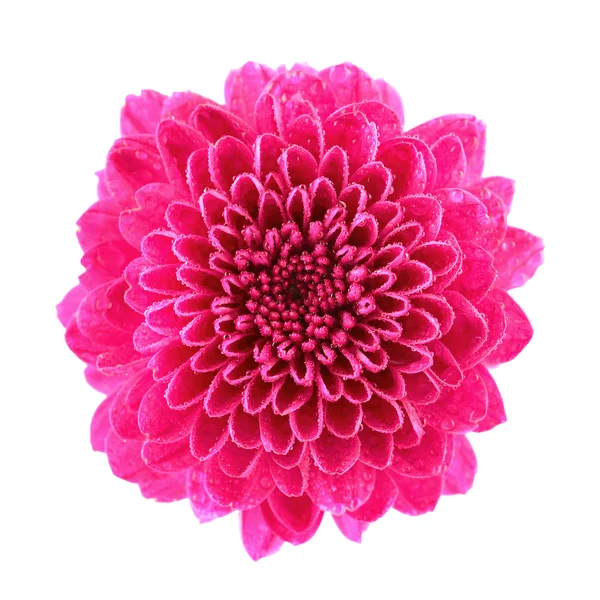 Pink Chrysanthemum — Stock Photo, Image