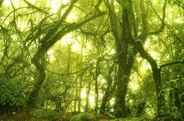 Mossig skog — Stockfoto