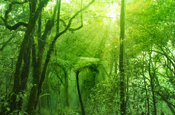 Mossy forest — Stockfoto