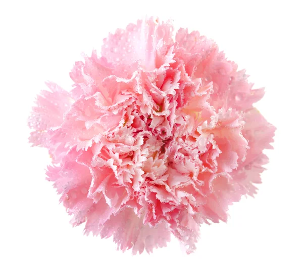 Różowy Goździk — Zdjęcie stockowe