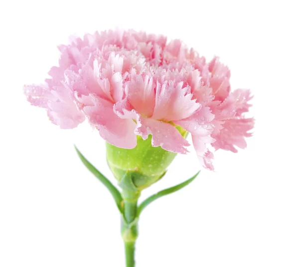 Rózsaszín szegfű virág — Stock Fotó